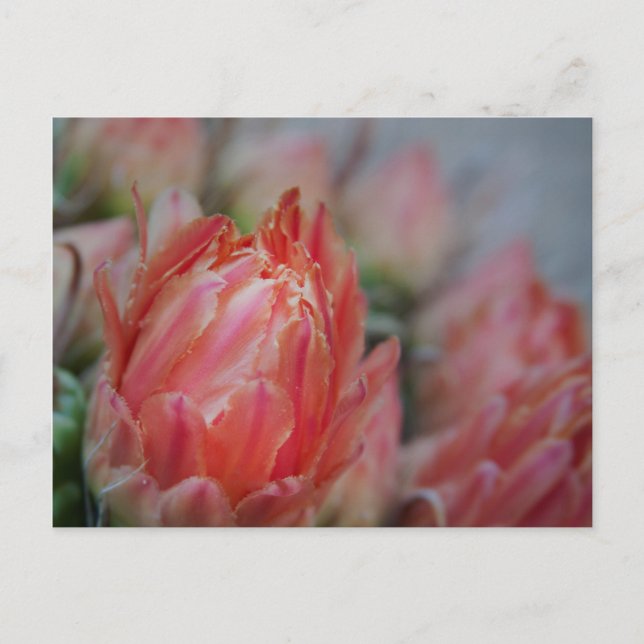 Late Summers bounty Postkarte (Vorderseite)