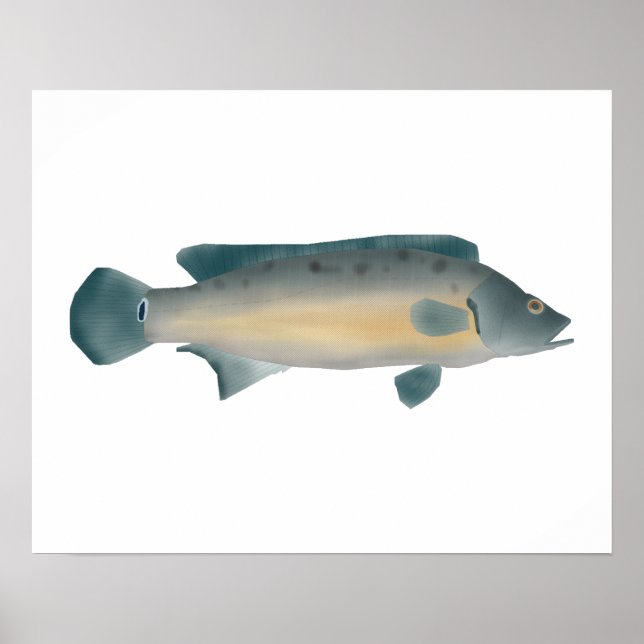 Lateral Striped Pike Cichlid Poster (Vorne)