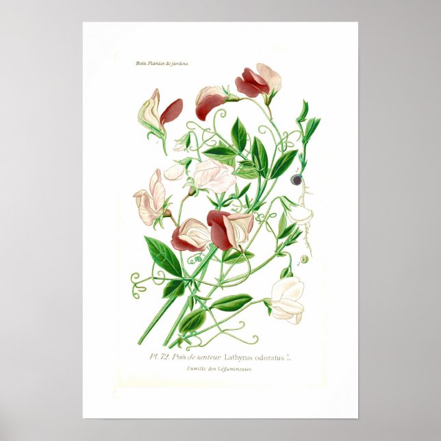 Lathyrus odoratus poster (Vorne)
