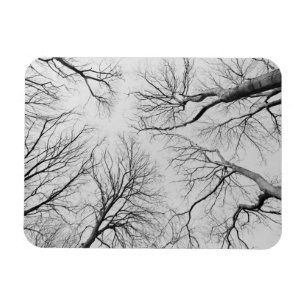 Laubbäume im Diebstahl Magnet