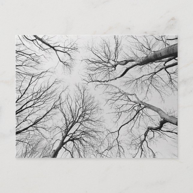 Laubbäume im Diebstahl Postkarte (Vorderseite)