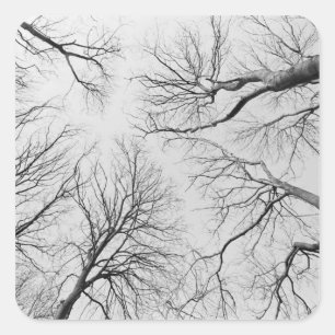 Laubbäume im Diebstahl Quadratischer Aufkleber