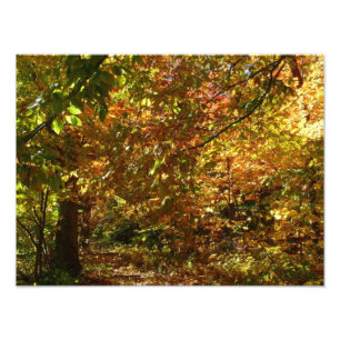 Laubdach des Herbstlaubs II Gelbe Herbstfotografie Fotodruck