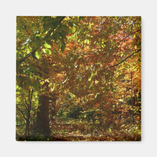 Laubdach des Herbstlaubs II Gelbe Herbstfotografie Magnet