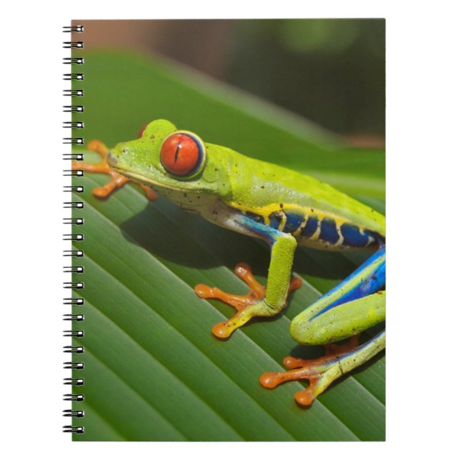 Laubfrosch Notizblock (Vorderseite)