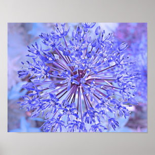 Lauch-Blumen-Blau Poster