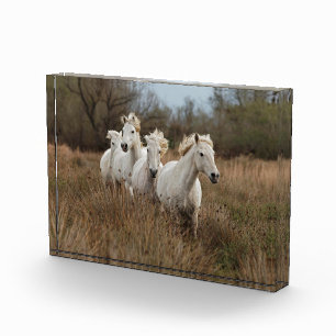 laufende Camargue-Pferde Fotoblock