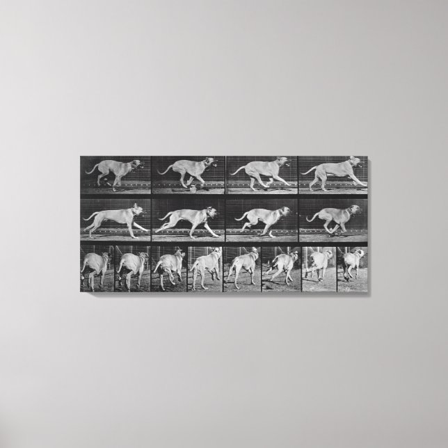 Laufende Hunde, Platte 707 von 'Animal Locomotion' Leinwanddruck (Vorderseite)