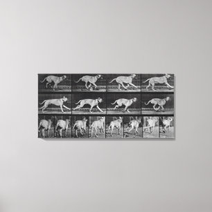 Laufende Hunde, Platte 707 von 'Animal Locomotion' Leinwanddruck