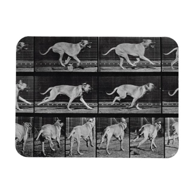 Laufende Hunde, Platte 707 von 'Animal Locomotion' Magnet (Horizontal)