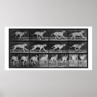 Laufende Hunde, Platte 707 von 'Animal Locomotion'