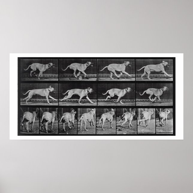 Laufende Hunde, Platte 707 von 'Animal Locomotion' Poster (Vorne)