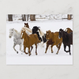Laufende Pferde auf der Hideout Ranch Postkarte