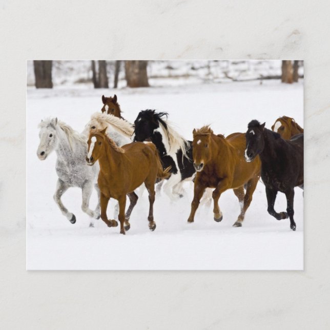 Laufende Pferde auf der Hideout Ranch Postkarte (Vorderseite)