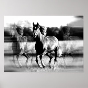 Laufende Pferdeposter-Printwerbung - B&W Pferdepla Poster