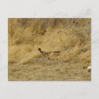Laufende Roadrunner-Postkarte