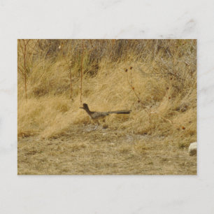 Laufende Roadrunner-Postkarte Postkarte