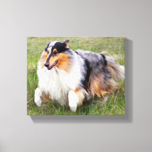 Laufender blauer Merle Collie Leinwanddruck