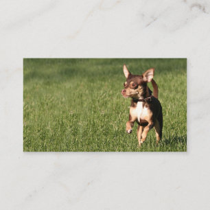 Laufendes Chihuahuageschäft oder -Visitenkarte Visitenkarte
