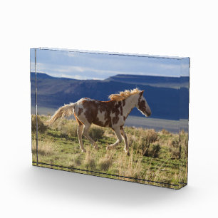 Laufendes Hengst, Steens Mountains, Oregon Fotoblock