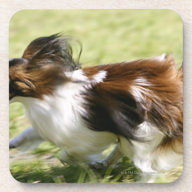 Laufendes Papillon Getränkeuntersetzer (Vorderseite)