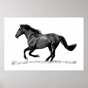 Laufendes Pferd Schwarz Weiß Poster