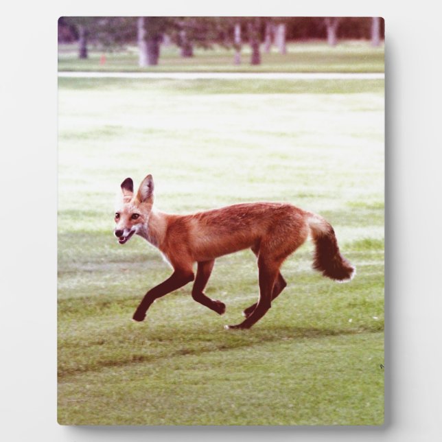 laufendes rotes Fuchs-Foto Fotoplatte (Vorderseite)