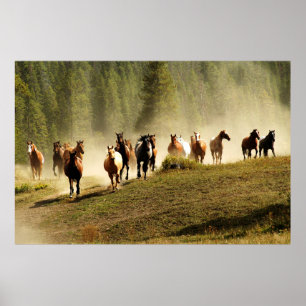 Laufpferde auf der Ranch von Montana Poster