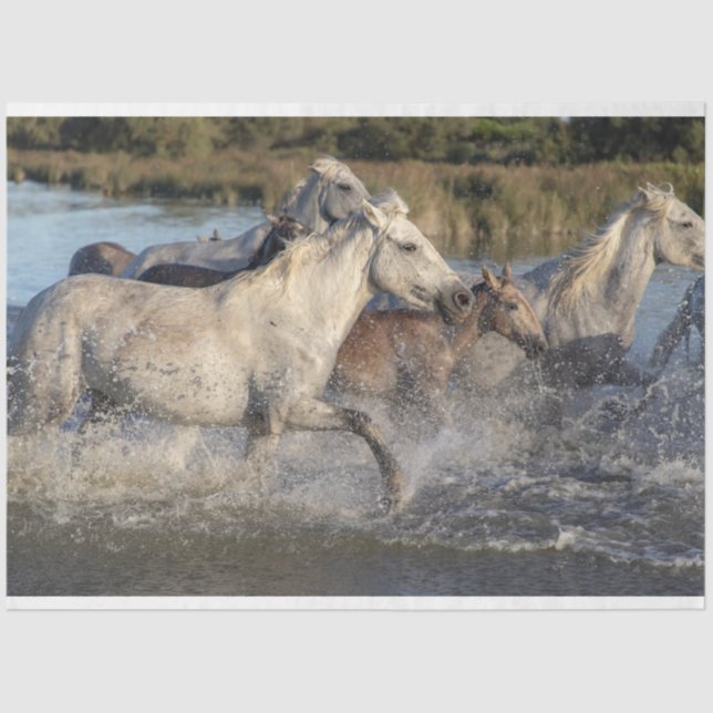 Laufpferde Seidenpapier (Vorderseite)