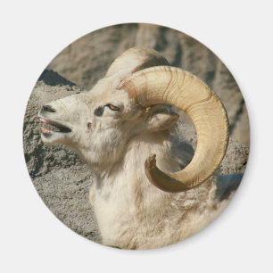 Laughing Bighorn Sheep Magnet