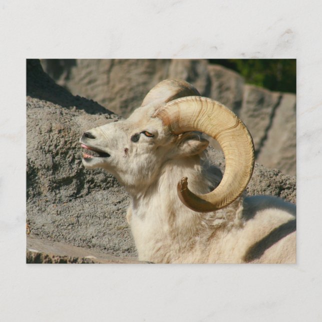 Laughing Bighorn Sheep Postkarte (Vorderseite)
