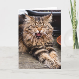 Laughing cat greeting card karte