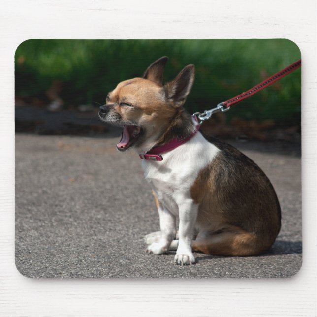 Laughing Chihuahua Mousepad (Vorne)