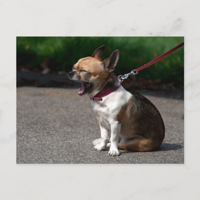 Laughing Chihuahua Postkarte (Vorderseite)