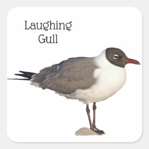 Laughing Gull Quadratischer Aufkleber