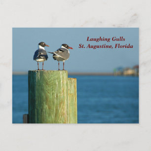 Laughing Gulls Feiertagspostkarte
