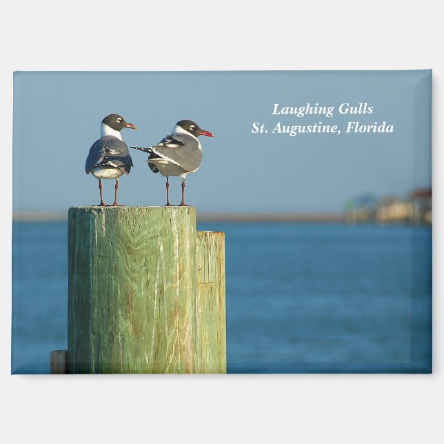 Laughing Gulls Magnet (Vorderseite)