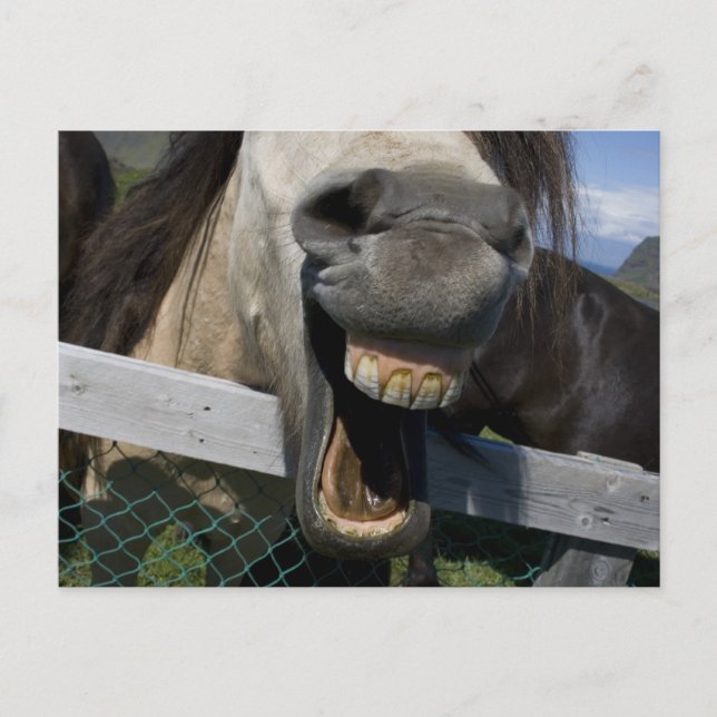 Laughing Horse Postkarte (Vorderseite)