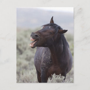 Laughing Horse Postkarte