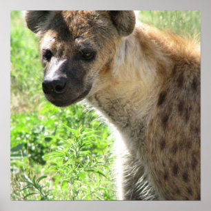 Laughing Hyena Poster