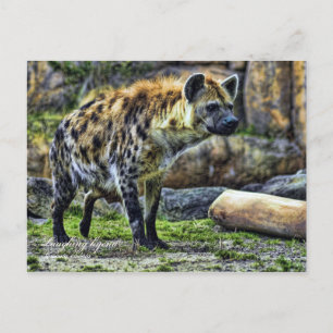Laughing hyena_ver. 3.0 [Postkarte] Postkarte