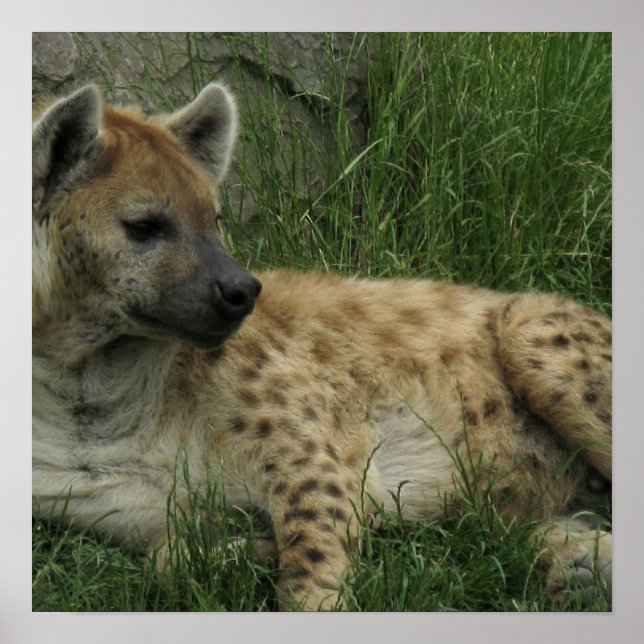 Laughing Hyenas Poster (Vorne)