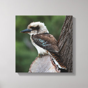 Laughing Kookaburra Australia Bird Leinwanddruck