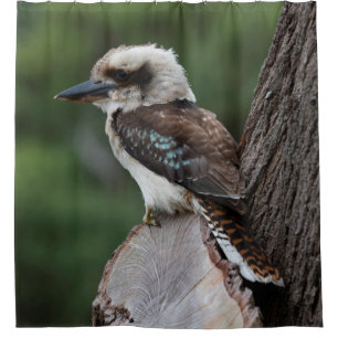 Laughing Kookaburra Bird Animal Tree Duschvorhang