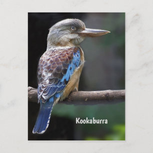 Laughing Kookaburra Bird Postkarte