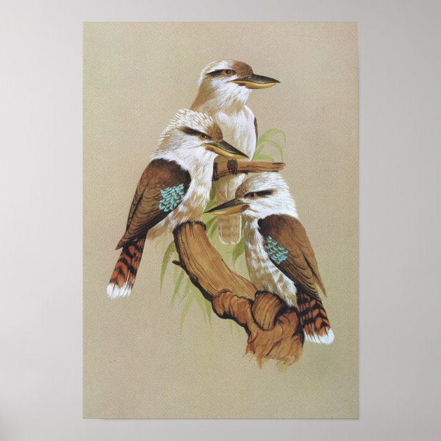 Laughing Kookaburra - Dacelo gigas Poster (Vorne)