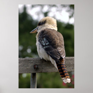 Laughing Kookaburra Poster