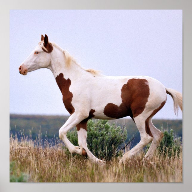 Laughing Maiden Poster (Vorne)