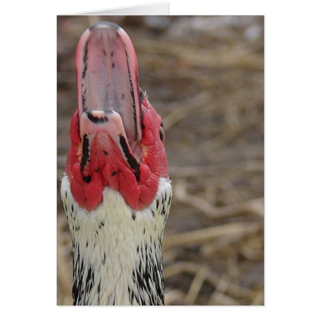 Laughing Muscovy (Vorne)
