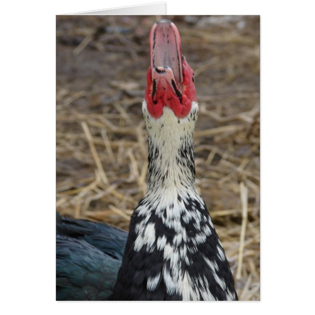 Laughing Muscovy (Vorne)